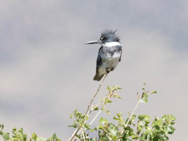 <h3><a href="/trips/Tucson_2023/biota/animalia/chordata/aves/037 coraciiformes/003 alcedinidae/megaceryle alcyon/megaceryle alcyon-nl.html">Megaceryle&nbsp;alcyon</a> / Belted&nbsp;kingfisher / Bandijsvogel</h3>OM-1 met M.300mm F4.0 + MC-14, 1/4000 sec  bij F5.6, ISO 1000, afstand 52.3&nbsp;m